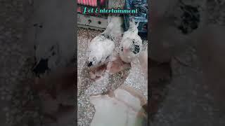 Sussex Hen/Sussex chickens/ring birds/Sussex farming/light Sussex heritage breed/Sussex price#shorts