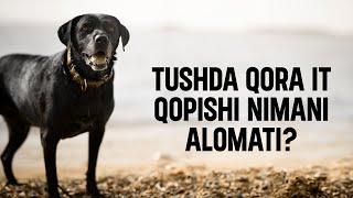 Tushda qora it qopishi nimani alomati? | Ustoz Abdulloh Zufar