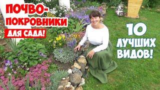 Какие почвопокровные цветы посадить в саду? 10 лучших ПОЧВОПОКРОВНИКОВ, цветущих все лето!