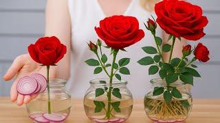 Stick a rose stem in onion water — there will be 100 roots by the next morning!