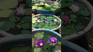 Waterlily From My Home lotus Garden. How to grow Lotus and Waterlily at home ?  #garden #lotus