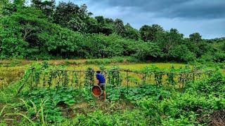 A fruit of labor - CRISPY PORK KARE-KARE | Life of a farmer story [chapter55]