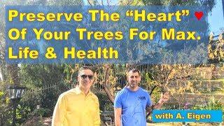 Can My Fruit Tree Be Saved?  |  "TREE HEART" Defined |  Tar vs. Latex vs. IV Organic
