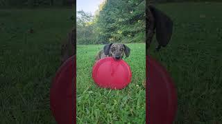 Oliver is ready for the day, are you?? #hobbyfarm #gardening #dogs #frisbee #goodmorning