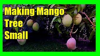 How to Keep a Mango Tree Small By Pruning: Pruning Mango Tree To Branch Out