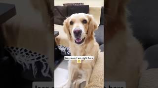 Emma got angry on mom#goldenretriever #shorts #cute #doglover #puppy #pets #dog
