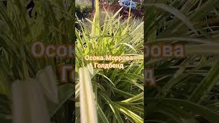Осока декоративна - витривала  рослина для ландшафтного дизайну #shorts #plants #shortsvideo #осока