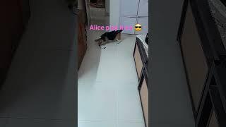 Alice's play time