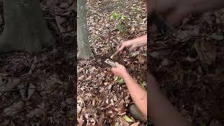 Trip wire alarms part 2! #survival #survivaltips #hiking #camping