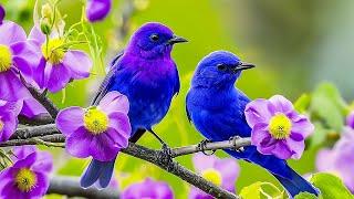 Birds Singing 4K ~ Bird Sounds for Positive Energy, Stress Relief for Mind, Relax the Nervous System