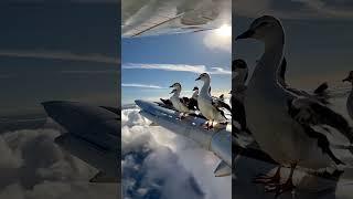 GEESE ARE SITTING ON THE WING OF AN AEROPLANE IN THE SKY   IMAGING SCENE ||