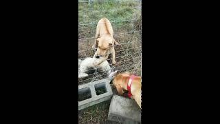 Rhodesian Ridge Back kills coyote.