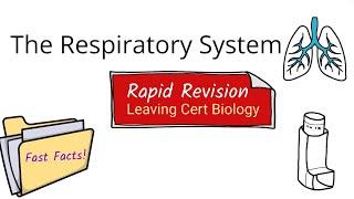 Fast Facts-The Respiratory System-Biology Bugbears Leaving Cert Biology 2025