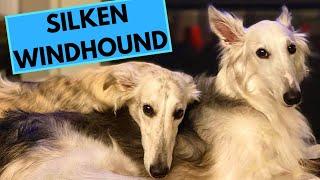 Silken Windhound Dog Breed - Facts and Information