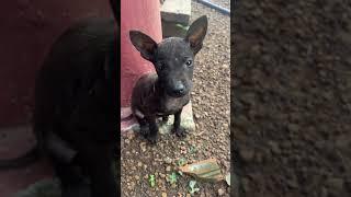 Black poor puppy .#shortsyoutube #viralshort