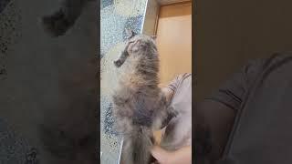 Female Maine Coon