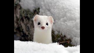 [Ermine] What is an ermine? || What do ermine eat? || Where do ermines live?