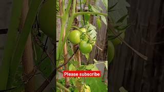 garden #youtubeshorts #trending #motivation #shortsfeed #topblog