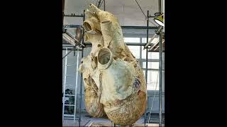 The heart of a blue whale that weighed 400lbs