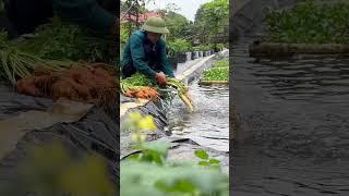 Harvesting carrots at the end of the season