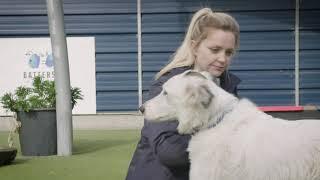 Care as unique as our animals | Bringing your dog or cat to Battersea
