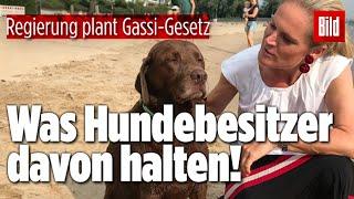 Neue Regeln für Hundehalter: Gassi-Gehen soll Gesetz werden!