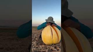Rt 61 mini rotary tillage and ridging all in one tree 