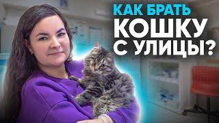 Как взять домой кошку с улицы? Что нужно знать? План действий