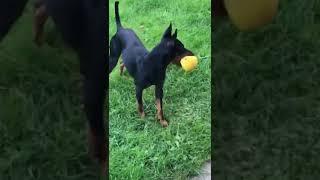 Papun leikitEnglish toy terrier