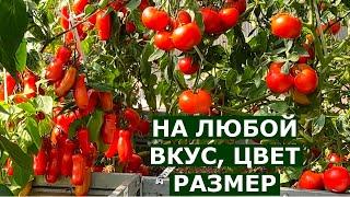 42 урожайных сорта для открытого грунта и теплиц за 18 минут