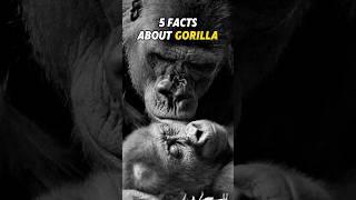 5 Fascinating Facts About Gorillas You Didn't Know!#Gorillas#WildlifeFacts#AnimalIntelligence#Endang