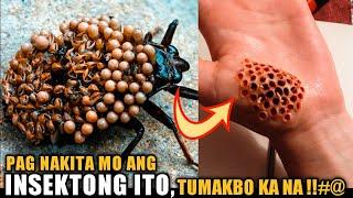 10 PINAKA DELIKADONG INSEKTO SA BUONG MUNDO