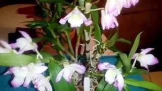 Dendrobium super ise fully bloomed