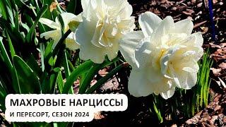 Махровые нарциссы, весна 2024 | Пересорт | Обзор сортов махровых нарциссов