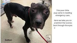 Behind-the-scenes medical care for a dog who needs help! - Stray Rescue of St.Louis