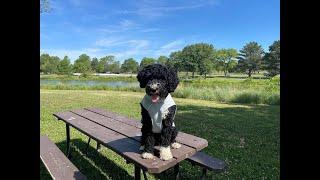 Herby - 8 Month Old Portuguese Water Dog - Dog Training Omaha Nebraska, Off Leash Dog Training