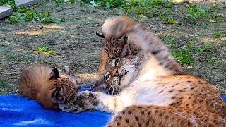 РЫСЬ играет с котятами / Барханный кот нашёлся!