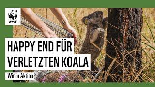 Koala Maryanne konnte von den Buschfeuern gerettet werden | WWF Deutschland