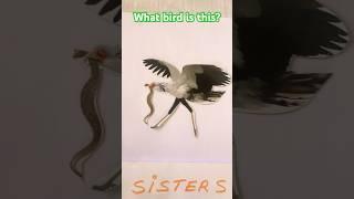 What bird is this? #bird #color #icouldbered #fyp #shorts #bsw