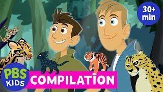 Wild Kratts | The Best Wild Cat Adventures from the Wild Kratts Compilation  | PBS KIDS