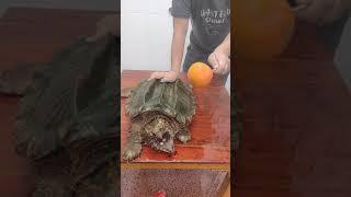 Wow! Turtle