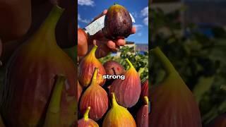 Which Fruit Is Your Superfood?  #health #wellness #food #nutrition