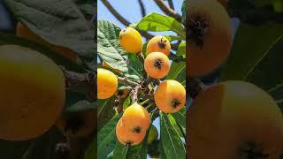What is the best loquat variety?#shorts
