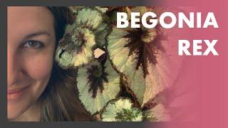 Wie man ALLE FREUNDE mit Begonien versorgt  + Pflege Tipps - Königs Begonien ️ Begonia Rex