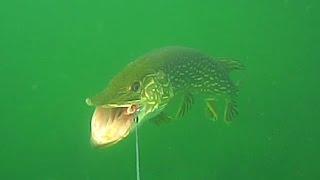 Spin fishing for pike with Blue Fox Esox siver spoon