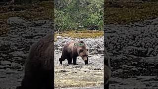 Joe Rogan on Being Eaten by a Grizz vs Croc