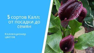  5 сортов Калл (Зантедеския) от посадки до семян: пересадка, уход, размножение