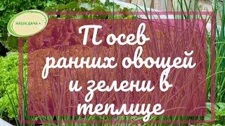 Посев ранней  зелени и овощей в поликарбонатной теплице.  Долгих Анна