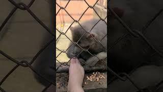 He wants to kiss my feet #shorts #animals #funny #monkey