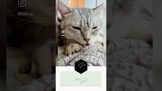 My Lovely Cats｜喬旎日記／ㄌㄨㄝㄌㄨㄝㄌㄨㄝ  #shorts #short #cat #cute  #cutecat  #cuteanimals #pets #kitten